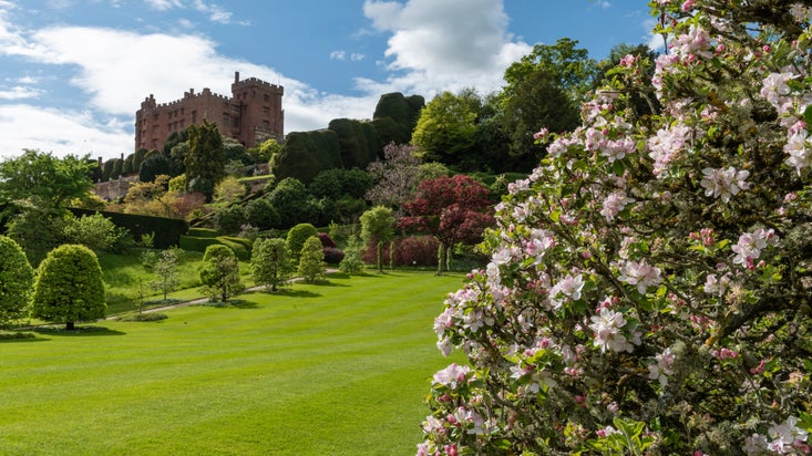 Spring apple blossom with a lawn and the red stone medieval Powis Castle behind, Welshpool, Wales